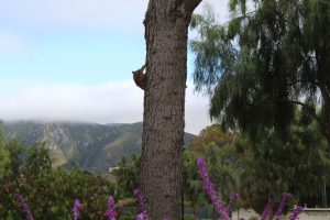 “Playful squirrel hanging from a tree in the Leisure Village 55+ community in Camarillo, California.”
